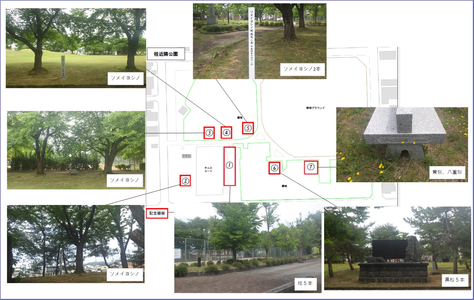 公園内テニスコート周辺1.柱5本、2.ソメイヨシノ、北西側緑地3.ソメイヨシノ、4.ソメイヨシノ、5.ソメイヨシノ2本、南東側緑地6.黒松5本、7.黄桜・八重桜