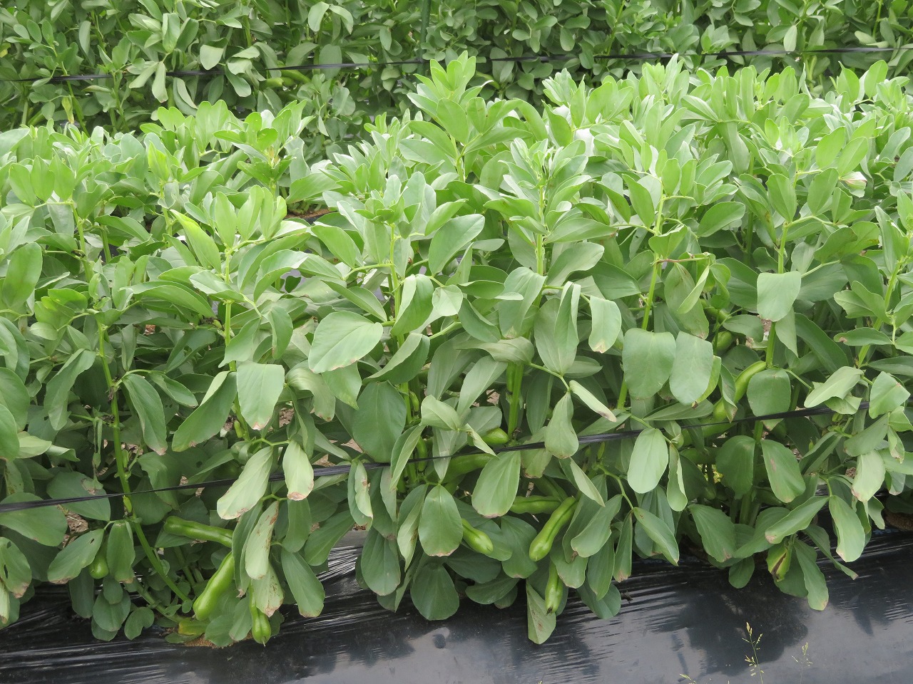 定植後2カ月たったソラマメの苗、すべての苗が青々と大きく育っている