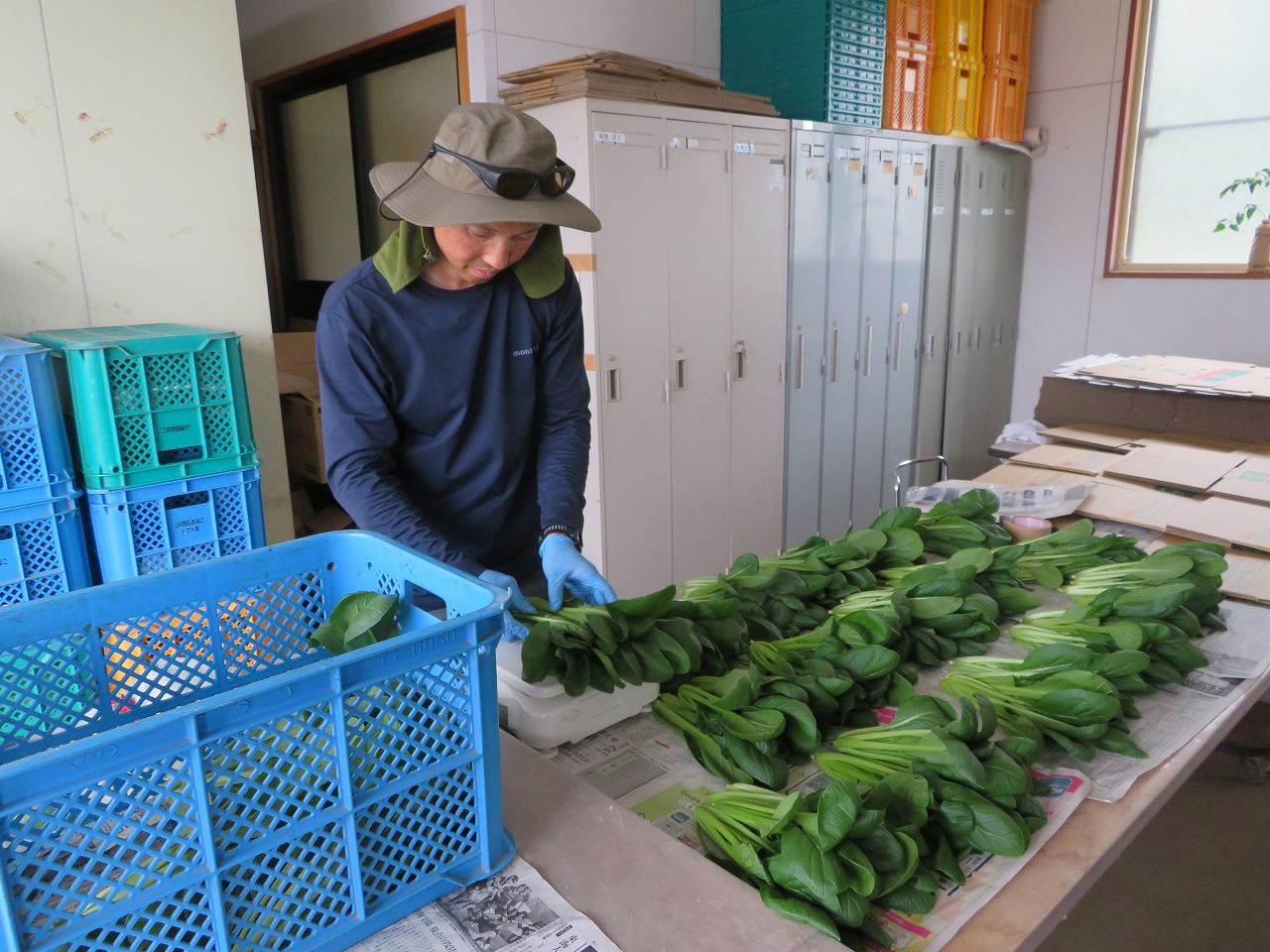 収穫したコマツナの出荷調整作業