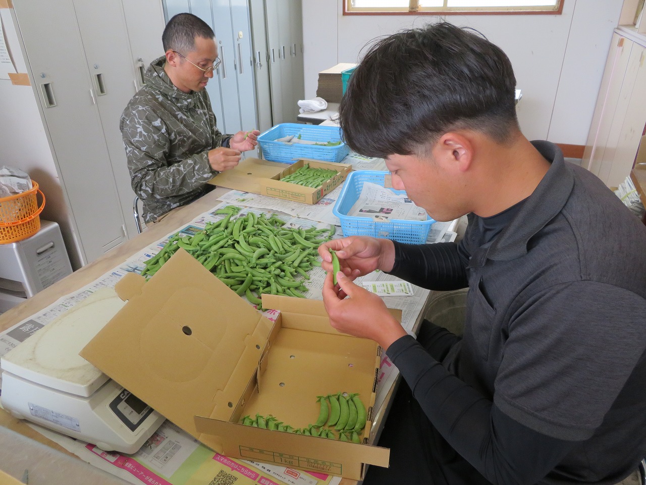 スナップエンドウの袋詰め・調整作業
