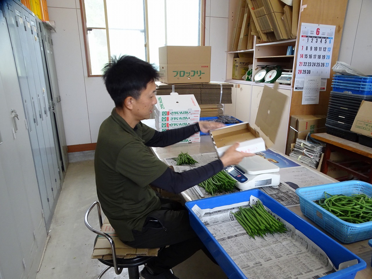 収穫したインゲンの調整作業