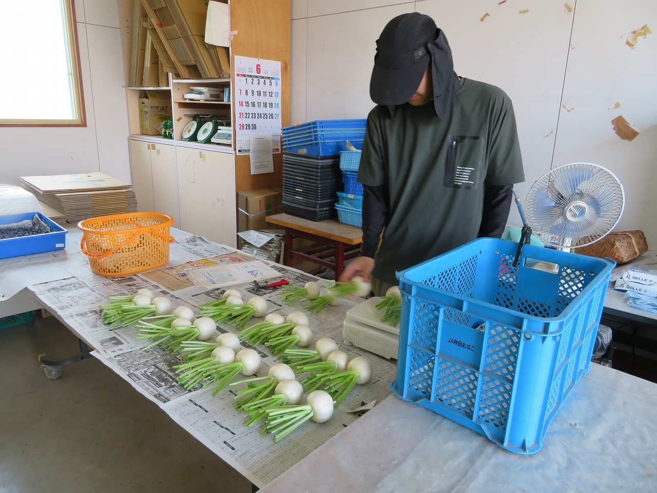カブの根や葉を整える調整作業
