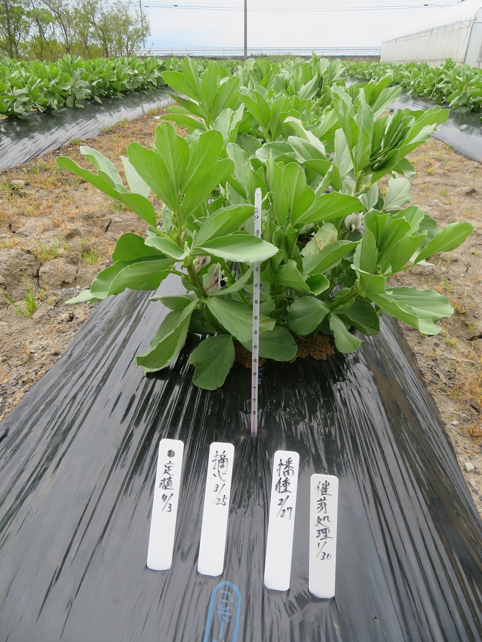 定植後2カ月たったソラマメの苗