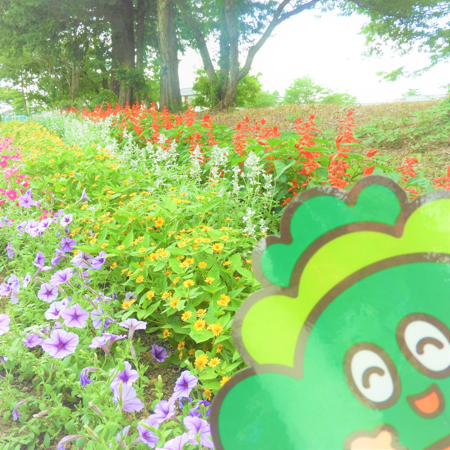 花壇周辺にぼったんが出現