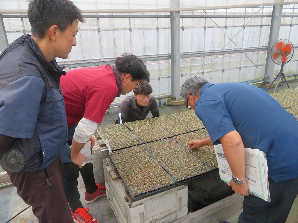 八重鑑別の様子、台に並べられたポットにじっくり目をやり、生育状況を確認している