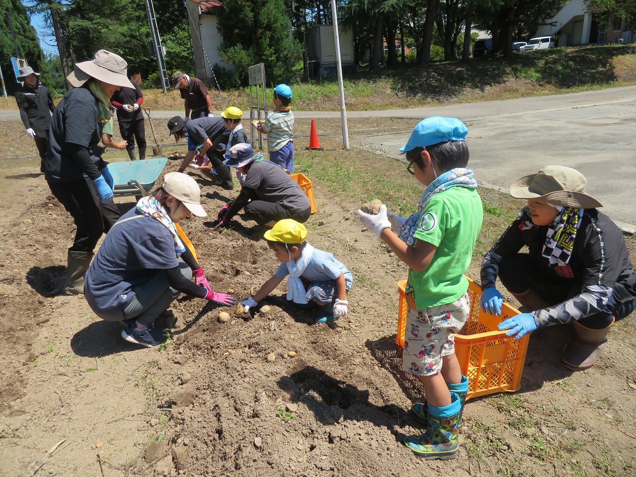 じゃがいも収穫の様子、先生と園児が共同でじゃがいも堀りしている