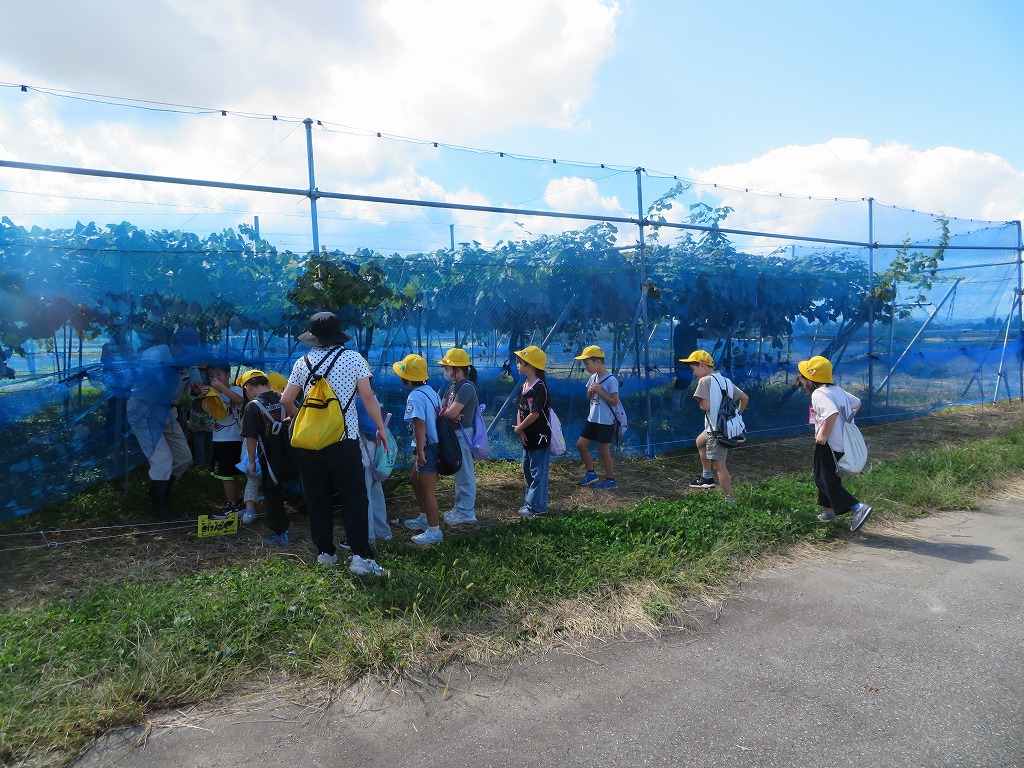 小学生がぶどう園に入っていく様子